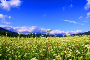 そばの花５２００９９[1]