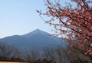 DSC_0220b_kawatsu-sakura_Flower-park_Yasato_2013[1]