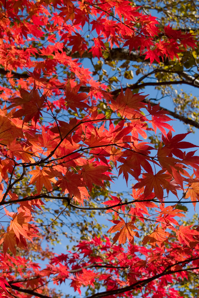 紅葉が待ち遠しい 一般社団法人全国古民家再生協会茨城第一支部