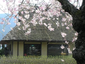 お菓子の里・篠山市茅葺古民家とさくらP4097250