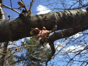 IMG_4732